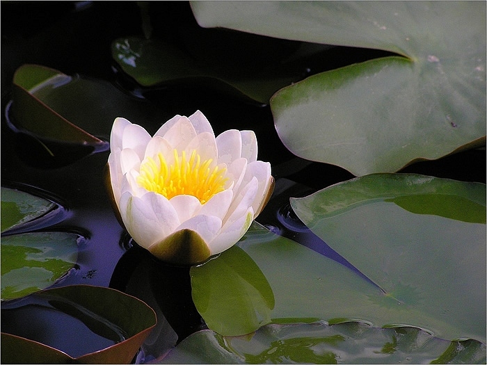 Lily